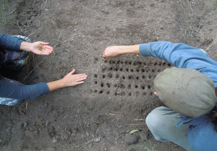 Escuela de Raíces Antiguas de la Tierra | Arbol del Sur ONG