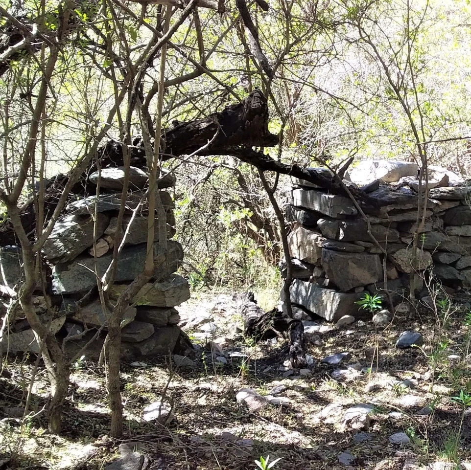 Escuela de Raíces Antiguas de la Tierra | Arbol del Sur ONG